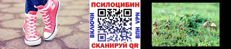 где купить наркоту  Богданович  Псилоцибиновые грибы GOLDEN TEACHER 