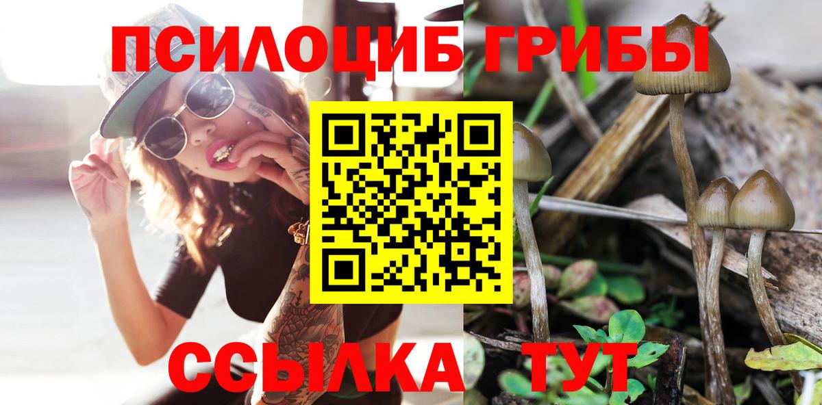 Псилоцибиновые грибы Cubensis Богданович
